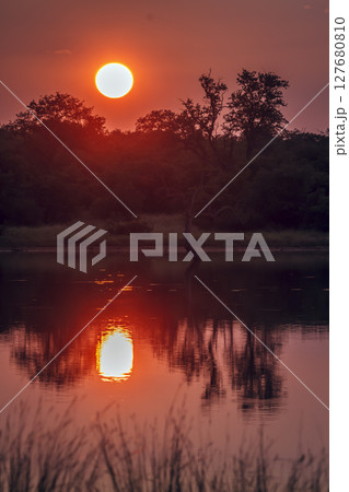 Sunrise in Greater Kruger National park, South Africa 127680810