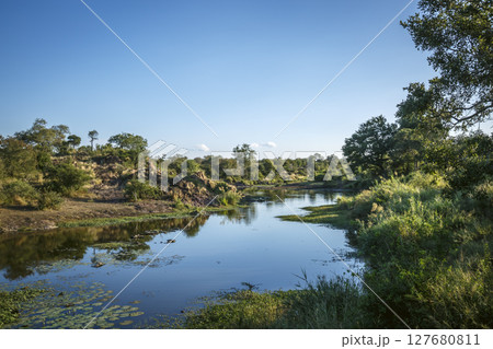 Sweeni hide in Greater Kruger National park, South Africa 127680811