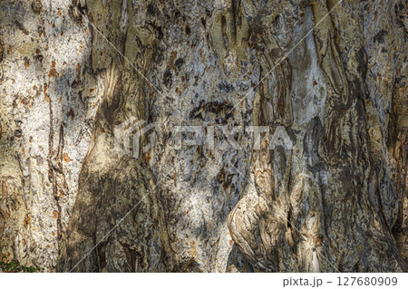Detail of trunk bark Detail of trunk bark 127680909