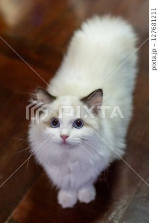 Cute, small Ragdoll cat. 3 months old. Standing on the floor and asking for attention Cute, small Ragdoll cat. 3 months old. Standing on the floor and asking for attention 127681211