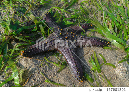 Black sea star with yellow dots lying in ocean water and surrounded by green seaweed Black sea star with yellow dots lying in ocean water and surrounded by green seaweed 127681291