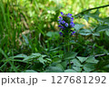 夏の花　紫色のウツボグサの花 127681292