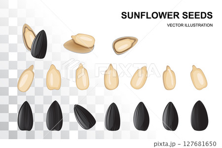 Sunflower seeds isolated, sun flower kernels vector icon. Realistic sun flower oil seeds, grains 127681650