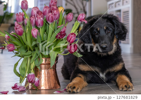 A Hovawart puppy at home. The dog lies next to a vase of tulips. A Hovawart puppy at home. The dog lies next to a vase of tulips. 127681829
