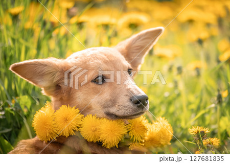 A lovely red puppy among yellow dandelions and luscious green grass. Dog with big ears A lovely red puppy among yellow dandelions and luscious green grass. Dog with big ears 127681835