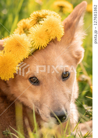 A lovely red puppy among yellow dandelions and luscious green grass. Dog with big ears A lovely red puppy among yellow dandelions and luscious green grass. Dog with big ears 127681862
