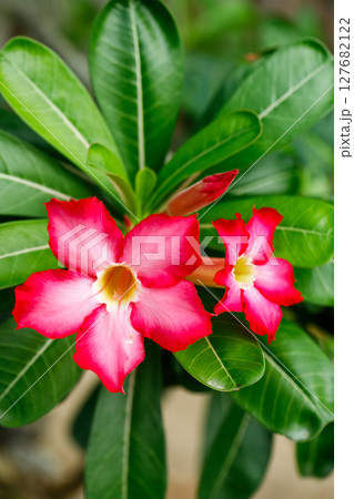 Two desert rose flowers with glossy green leaves in tropical setting Two desert rose flowers with glossy green leaves in tropical setting 127682122