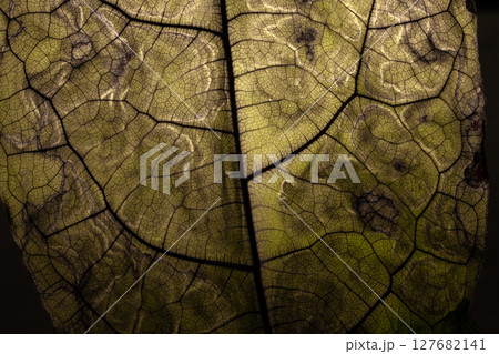 Close Up Dark Dried up Venous Leaf Texture Background 127682141