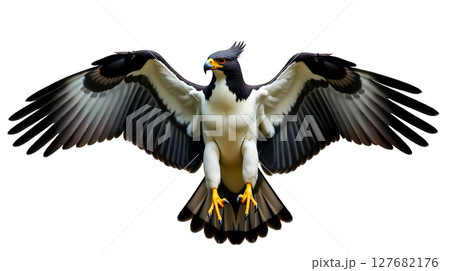 A majestic harpy eagle showcases its bold gray and white feathers with a black crest as it lifts its wings diagonally, fixating its intense gaze ahead. This powerful bird embodies grace and strength. 127682176
