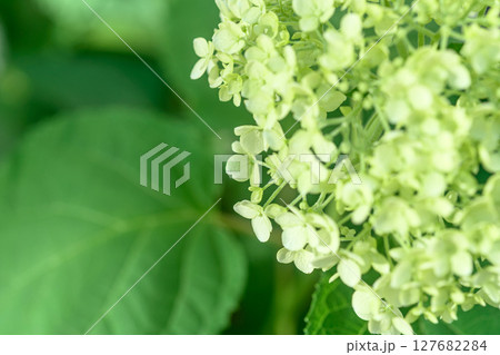 アジサイ 127682284