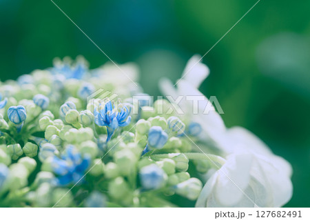 アジサイ アジサイ 127682491