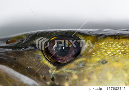 Close up view of pike fish eye Close up view of pike fish eye 127682543