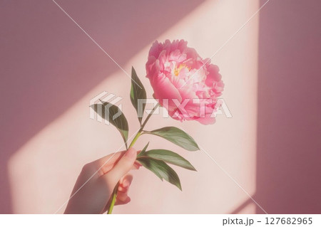 Hand Holds a Pink Peony Flower Against Soft Backdrop with Gentle Light 127682965