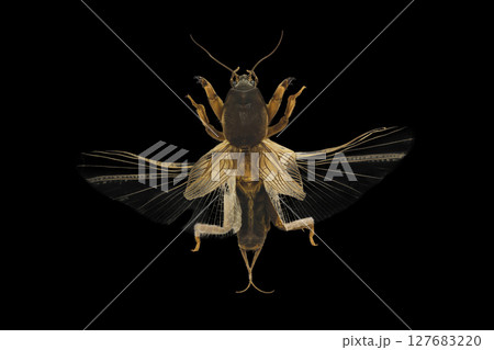 European mole cricket isolated on black background European mole cricket isolated on black background 127683220