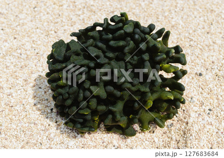 Green, round and strange looking seaweed washed up to the shore and lying on white beach sand Green, round and strange looking seaweed washed up to the shore and lying on white beach sand 127683684