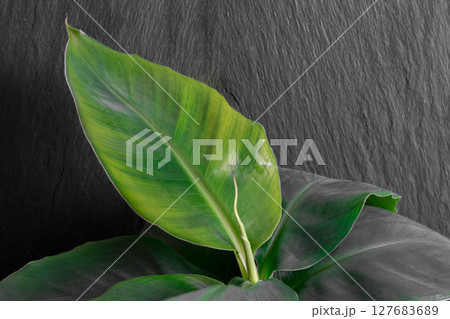 Growing Banana Tree in Black Rock Background 127683689