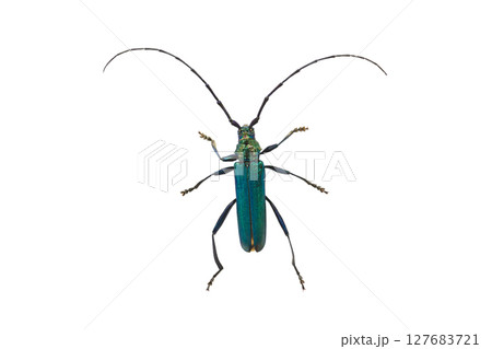 Green longhorn beetle isolated on white background 127683721