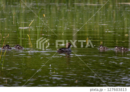 Female Common goldeneye (Bucephala clangula) and ducklings 127683813