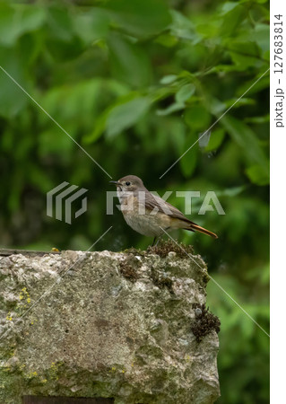 Female Redstart perched on a branch Female Redstart perched on a branch 127683814