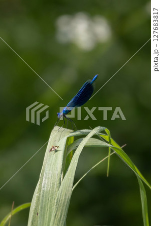 dragonfly outdoor sitting on grass 127683817