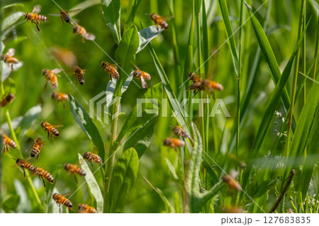 Domesticated honeybees in flight returning to their apiary bringing nectar Domesticated honeybees in flight returning to their apiary bringing nectar 127683835