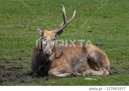 Chinese deer - David's Deer Chinese deer - David's Deer 127683837