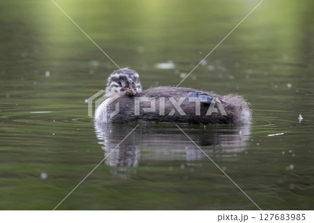 Baby grebe chick paddles 127683985