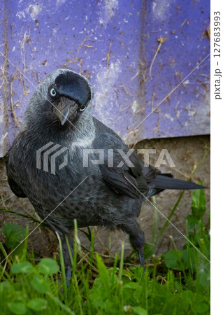 Jackdaw also northern raven 127683993