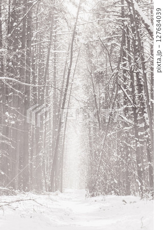 Mysterious pine tree forest with path during winter time Mysterious pine tree forest with path during winter time 127684039