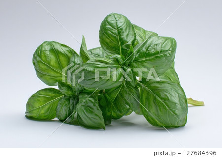 Fresh Basil Leaves on White Background with Studio Lighting 127684396