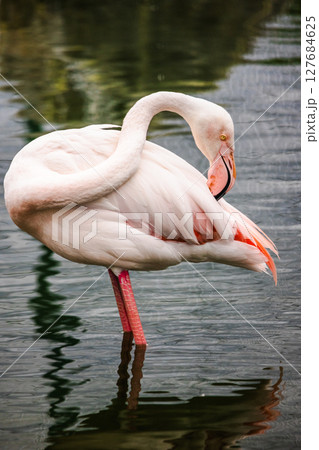 Pink flamingo standing in shallow water on one leg while grooming its feathers with its curved beak 127684625
