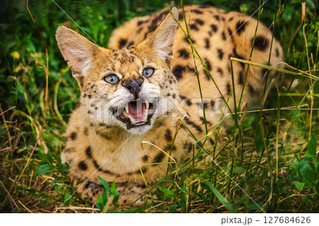 Spotted serval cat showing teeth with open mouth and intense expression while resting in tall grass Spotted serval cat showing teeth with open mouth and intense expression while resting in tall grass 127684626