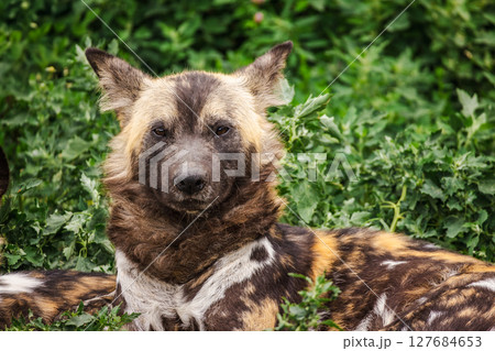Portrait of a resting African painted dog with distinctive fur patterns and upright ears, lying among dense green vegetation 127684653