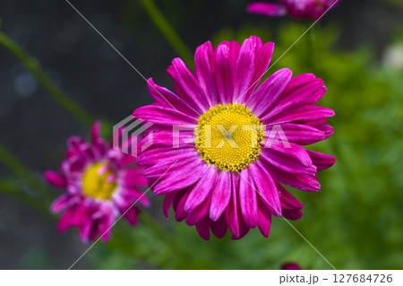 Pyrethrum. Red aster flowers. Two red flowers. 127684726
