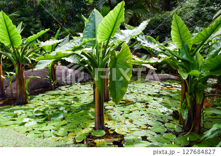 Seychelles National Botanical Gardens 127684827
