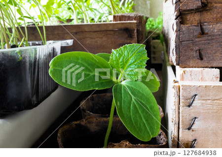 Young Cucumber Plant Growing at Home in Spring and Ready for Transplantation into the Field Garden 127684938