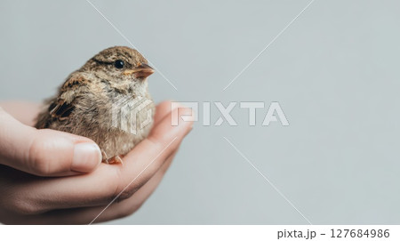 Hand Holding a Delicate Sparrow on a Minimalistic Background Hand Holding a Delicate Sparrow on a Minimalistic Background 127684986