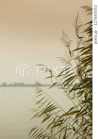 reeds against water at lake shore 127685052