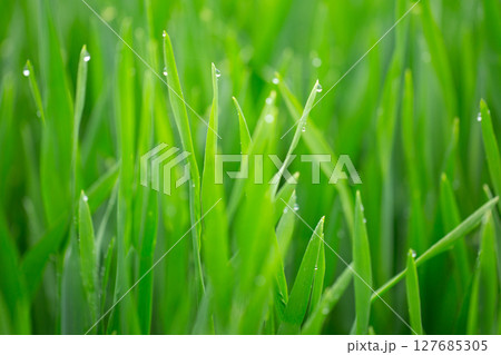 大麦若葉と朝露 127685305