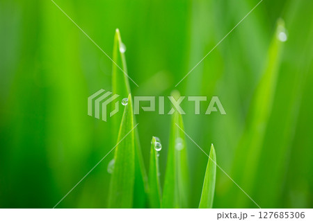 大麦若葉と朝露 127685306