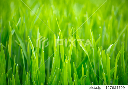 大麦若葉と朝露 大麦若葉と朝露 127685309