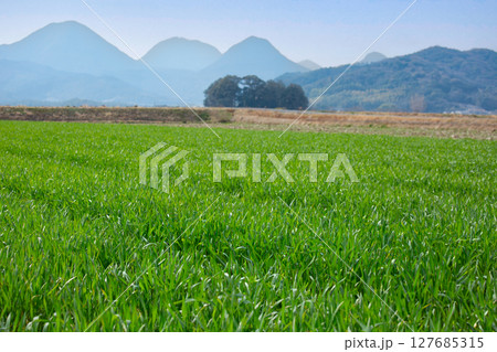 大麦若葉 大麦若葉 127685315