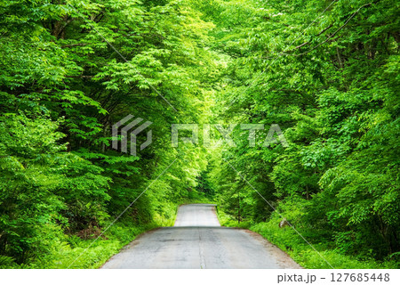 森の中の一本道《奥飛騨温泉郷 鍋平高原》 127685448