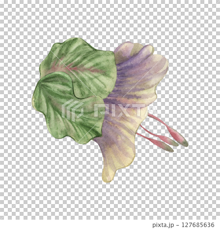 Bud, flower of a climbing kobei plant in purple green lilac shades. The flower is hand-painted in watercolor on a white background in a botanical style. For packaging, postcards, invitations, wedding 127685636