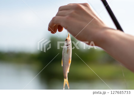 Male hand holding caught roach fish on a hook. River fishing. Sunny day outdoor on water natural background 127685733