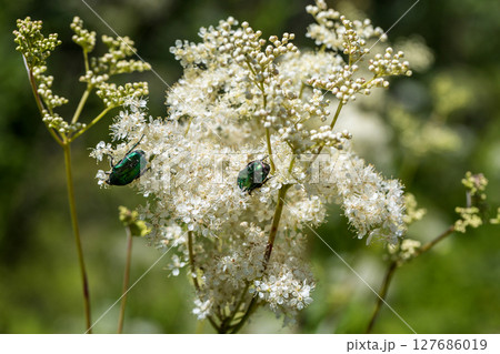Cetonia aurata on the ground elder. Cetonia aurata on the ground elder. 127686019