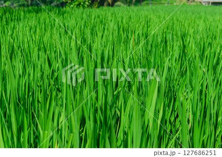 Background surface of green rice field in rice terraces in Bali Background surface of green rice field in rice terraces in Bali 127686251