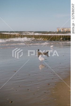 seagull stands on the shore. The sky is clear and the water is calm. the beauty of wildlife. 127686547