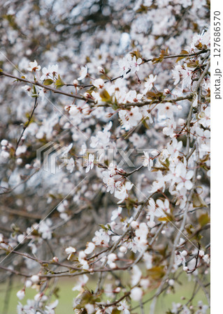 tree with white cherry or cherry blossoms. flowers are in full bloom. tree with white cherry or cherry blossoms. flowers are in full bloom. 127686570