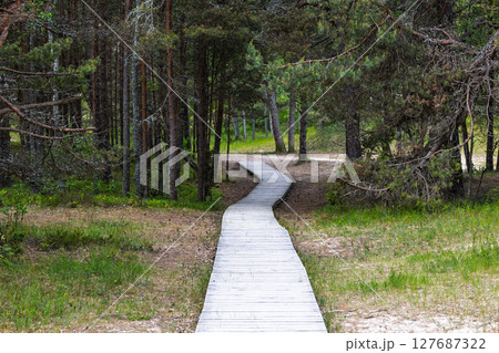 Wooden Pathway Through Dense Pine Forest, Peaceful Nature Trail 127687322